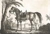 Арабский скакун со всей упряжью.  Лист из серии Suite de chevaux, Париж, 1827