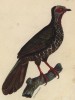 Зелёный фазан (лист из альбома литографий "Галерея птиц... королевского сада", изданного в Париже в 1825 году)
