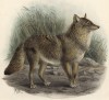 Койот (лист IX иллюстраций к известной работе Джорджа Миварта "Семейство волчьих". Лондон. 1890 год)