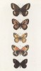 Бабочки рода Satyrus (бархатницы, или сатириды) Arethusa (1), Tithonius (2), Ida (3), Bathseba (4) и рода Erebia: Cassiope (5) (лат.) (лист 34)