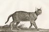 Сервал (лист из La ménagerie du muséum national d'histoire naturelle ou description et histoire des animaux... -- знаменитой в эпоху Наполеона работы по натуральной истории)