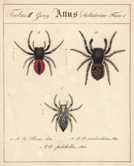 Пауки семейства Attus (лат.) (лист из Monographie der spinne... Нюрнберг. 1829 год (экземпляр № 26 из 100))