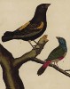 1. Дубонос из Короманделя (Новая Зеландия) и с острова Ява (2) (из Table des Planches Enluminées d'Histoire Naturelle de M. D'Aubenton (фр.). Утрехт. 1783 год (лист 101))