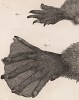 Чьи-то лапы (лист XXXVIII иллюстраций к седьмому тому знаменитой "Естественной истории" графа де Бюффона, изданному в Париже в 1758 году)