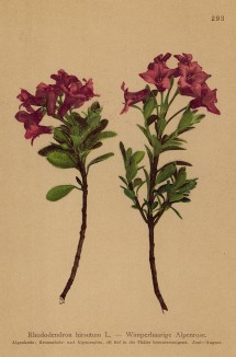 Рододендрон волосатый (Rhododendron hirsutum (лат.)) (из Atlas der Alpenflora. Дрезден. 1897 год. Том III. Лист 293)
