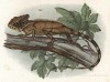 Ящерица Chameleopsis Hernandesii (лат.), или мексиканский хамелеон (из Naturgeschichte der Amphibien in ihren Sämmtlichen hauptformen. Вена. 1864 год)
