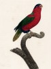 Розовобрюхий лори (лист 64 иллюстраций к первому тому Histoire naturelle des perroquets Франсуа Левальяна. Изображения попугаев из этой работы считаются одними из красивейших в истории. Париж. 1801 год)