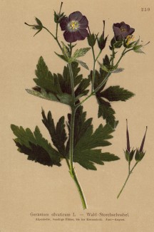 Герань лесная (Geranium silvaticum (лат.)) (из Atlas der Alpenflora. Дрезден. 1897 год. Том III. Лист 259)