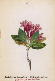Рододендрон промежуточный (Rhododendrum intermedium (лат.)) (лист 268м