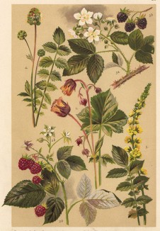 Гравилат речной (Geum rivale), малина обыкновенная (Rubus Idaeus), ежевика обыкновенная (Rubus fruticosus), кровохлёбка маленькая (Sanguisorba minor Scop.), репешок обыкновенный (Agrimonia Eupatoria)