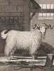 Ангорский козёл (лист VIII иллюстраций к первому тому знаменитой "Естественной истории" графа де Бюффона, изданному в Париже в 1749 году)