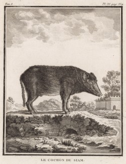 Поросёнок из Сиама (лист XI иллюстраций к первому тому знаменитой "Естественной истории" графа де Бюффона, изданному в Париже в 1749 году)