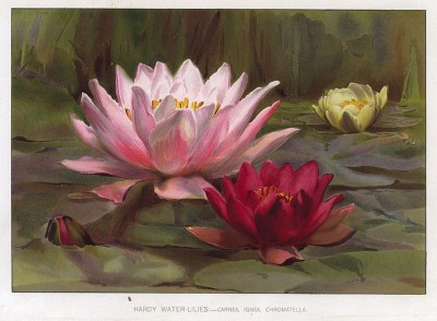 Зимостойкие кувшинки, или водяные лилии: розовая, огненная и хромателла (Hardy Water-Lilies: Carnea, Ignea, Chromatella). The Gardener's Assistant. Лондон, 1900