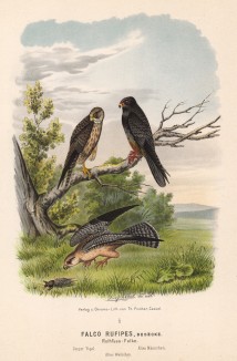 Три кобчика в 1/3 натуральной величины (лист XXXIII красивой работы Оскара фон Ризенталя "Хищные птицы Германии...", изданной в Касселе в 1894 году)