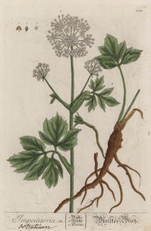Царский корень (Imperatoria Ostruthium (лат.)) из семейства зонтичные. Употребляется в медицине и для приготовления зелёного швейцарского сыра (лист 279 "Гербария" Элизабет Блеквелл, изданного в Нюрнберге в 1757 году)