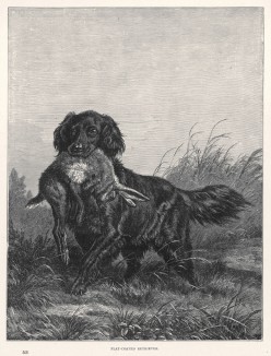 Ретривер, поймавший зайца (из "Книги собак" Веро Шоу, изданной в Лондоне в 1881 году)