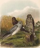 Луговые луни в 1/3 натуральной величины (лист XII красивой работы Оскара фон Ризенталя "Хищные птицы Германии...", изданной в Касселе в 1894 году)