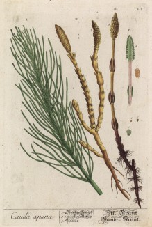 Хвощ — род сосудистых растений, в силу своей уникальности в современной флоре выделенный в особый отдел хвощевидные (лист 217 "Гербария" Элизабет Блеквелл, изданного в Нюрнберге в 1757 году)