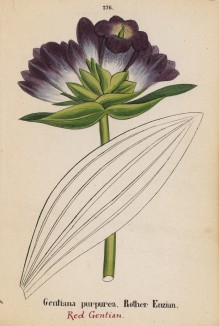 Горечавка пурпурная (Gentiana purpurea (лат.)) (лист 276 известной работы Йозефа Карла Вебера "Растения Альп", изданной в Мюнхене в 1872 году)