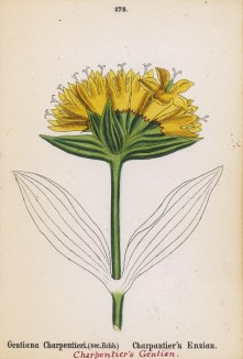 Горечавка Карпентера (Gentiana Charpentieri (лат.)) (лист 278 известной работы Йозефа Карла Вебера "Растения Альп", изданной в Мюнхене в 1872 году)