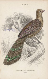 Тибетский павлиний фазан (Polyplectron Tibetanus (лат.)) (лист 6 тома XX "Библиотеки натуралиста" Вильяма Жардина, изданного в Эдинбурге в 1834 году)