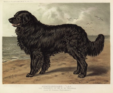 Ньюфаундленд Лео, принадлежащий мистеру Вайлдману (из "Книги собак" Веро Шоу, украшенной великолепными иллюстрациями Чарльза Барбера. Лондон. 1881 год)