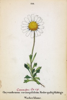 Хризантема коронопусолистная (Chrysanthemum coronopifolium (лат.)) (лист 222 известной работы Йозефа Карла Вебера "Растения Альп", изданной в Мюнхене в 1872 году)