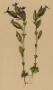Горечавка мешочная (Gentiana utriculosa (лат.)) (из Atlas der Alpenflora. Дрезден. 1897 год. Том IV. Лист 340)