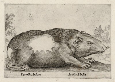 Свинка индийская (лист из альбома Nova raccolta de li animali piu curiosi del mondo disegnati et intagliati da Antonio Tempesta... Рим. 1651 год)