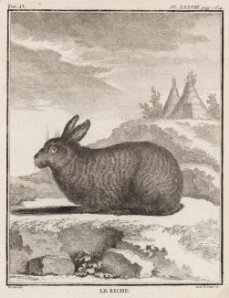 Дикий кролик из Канады (лист XXXVIII иллюстраций ко второму тому знаменитой "Естественной истории" графа де Бюффона, изданному в Париже в 1749 году)