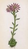 Молодило горное (Sempervivum montanum (лат.)) (лист 157 известной работы Йозефа Карла Вебера "Растения Альп", изданной в Мюнхене в 1872 году)