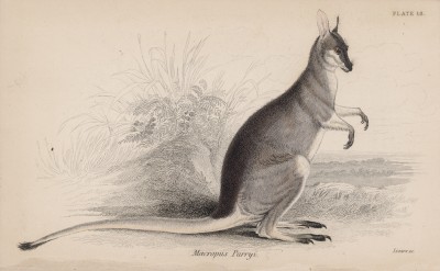 Кенгуру (Macropus Parryi (лат.)), или валлаби Парри (лист 18 тома VIII "Библиотеки натуралиста" Вильяма Жардина, изданного в Эдинбурге в 1841 году)