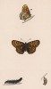 Бабочка шашечница цинксия (лат. Papilio Cinxia), её гусеница и куколка. History of British Butterflies Френсиса Морриса. Лондон, 1870, л.44