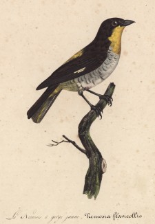 Немозия желтогорлая из семейства танагровых (Nemosia flavicollis (лат.)) (лист из альбома литографий "Галерея птиц... королевского сада", изданного в Париже в 1822 году)