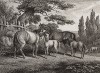Кобылы и жеребята. Офорт Вильяма Хоуитта из серии The British Sportsman, Лондон, 1799