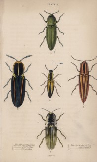 Жуки-щелкуны (1. Elater noctilucus 2. E. Porcatus 3. E. lineatus 4. E. Suturalis 5. E. Distincus (лат.)) (лист 7 XXXV тома "Библиотеки натуралиста" Вильяма Жардина, изданного в Эдинбурге в 1843 году)