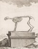 Скелет (лист XXIII иллюстраций к девятому тому знаменитой "Естественной истории" графа де Бюффона, изданному в Париже в 1761 году)