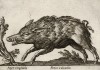 Дикий кабан (лист из альбома Nova raccolta de li animali piu curiosi del mondo disegnati et intagliati da Antonio Tempesta... Рим. 1651 год)