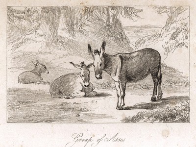 Ослики. Гравюра из альбома Уильяма Дэниела Daniel's Sketches of a Voyager. Лондон, 1820