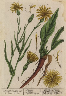Скорцонер (Scorzonera hispanica (лат.)) из семейства сложноцветные (лист 406 "Гербария" Элизабет Блеквелл, изданного в Нюрнберге в 1760 году)