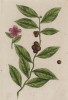 Китайский чай (Thea Sinensis (лат.)). По китайской мифологии, чай был открыт героем Шэнь-нуном, покровителем земледелия и медицины, одним из Трёх Великих, создавших все ремёсла и искусства (лист 351 "Гербария" Э. Блеквелл, изданного в 1757 году)