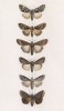 Бабочки родов Acronycta, Agrotis и Scotophila (лат.) (лист 69)
