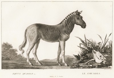 Зебра (лист из La ménagerie du muséum national d'histoire naturelle ou description et histoire des animaux... -- знаменитой в эпоху Наполеона работы по натуральной истории)