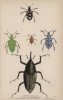 Жуки-долгоносики (1. Curculio Latreillii 2. C. Sexdecempunctatus 3. C. Myrmosarius 4. C. Brunneus 5. Calandra heros (лат.)) (лист 22 XXXV тома "Библиотеки натуралиста" Вильяма Жардина, изданного в Эдинбурге в 1843 году)