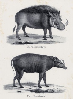 Дикий кабан и бабирусса (лист 63 первого тома работы профессора Шинца Naturgeschichte und Abbildungen der Menschen und Säugethiere..., вышедшей в Цюрихе в 1840 году)