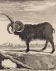 Баран из Исландии (до острова художник не доплыл и добавил барану третий рог) (лист XLVII иллюстраций к четвёртому тому знаменитой "Естественной истории" графа де Бюффона, изданному в Париже в 1753 году)