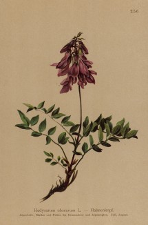 Копеечник копеечниковый (Hedysarum obscurum (лат.)) (из Atlas der Alpenflora. Дрезден. 1897 год. Том III. Лист 256)