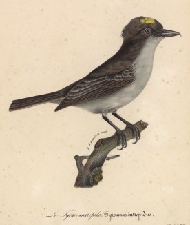Серый тиранн (Tyrannus intrepidus (лат.)) (лист из альбома литографий "Галерея птиц... королевского сада", изданного в Париже в 1822 году)