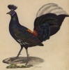 Петух огнеспинный (лист из альбома литографий "Галерея птиц... королевского сада", изданного в Париже в 1825 году)