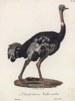 Африканский страус (лист из альбома литографий "Галерея птиц... королевского сада", изданного в Париже в 1825 году)